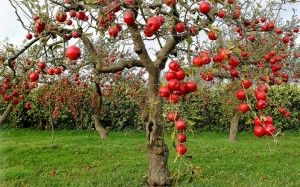 podar-frutales